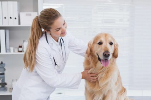 CareCredit Card Debt Relief Hardship Programs Vet Bills
